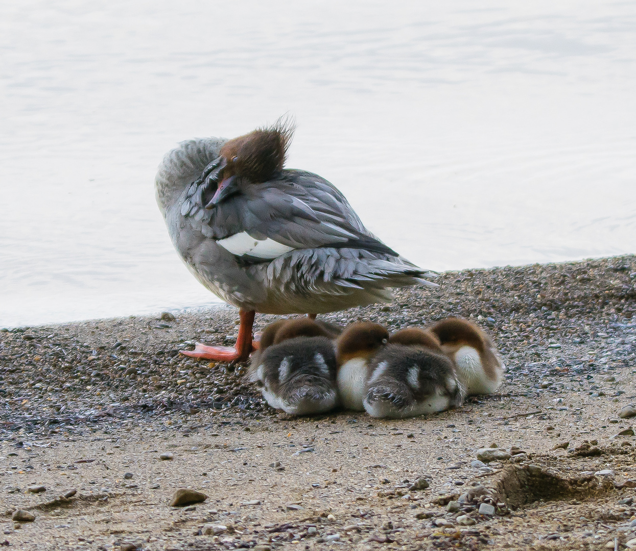 Gänsesäger mit 5 Jungen_02