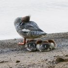 Gänsesäger mit 5 Jungen_02