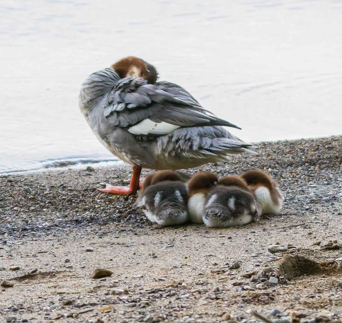 Gänsesäger mit 5 Jungen_03