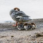 Gänsesäger mit 5 Jungen_03