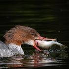 Gänsesäger mit Barsch