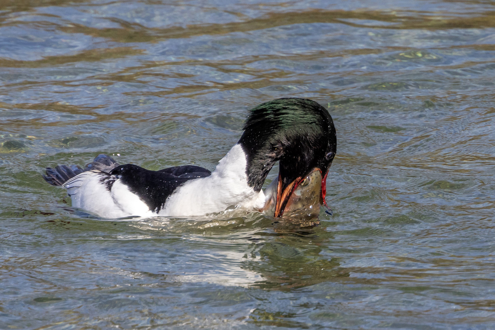 Gänsesäger mit Beute