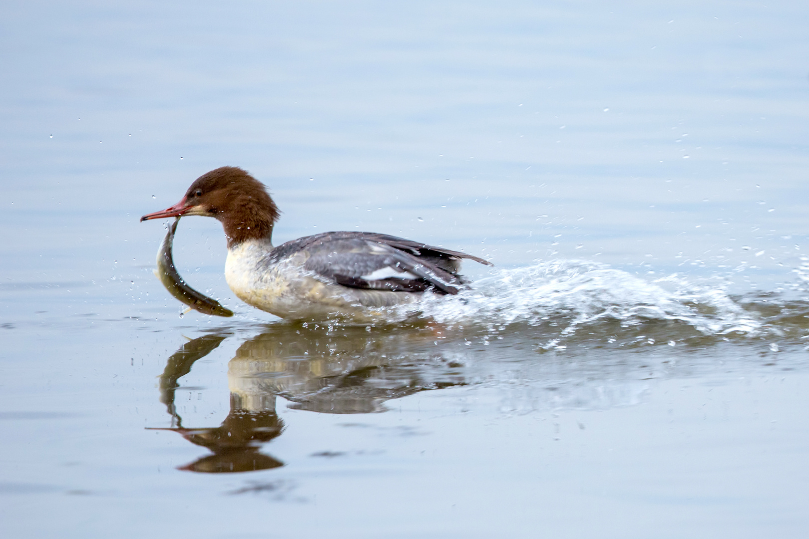 Gänsesäger mit erbeutetem Hecht