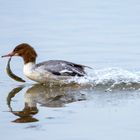 Gänsesäger mit erbeutetem Hecht