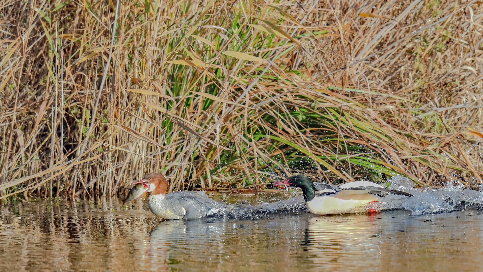 Gänsesäger -mit Fisch - Verfolgung