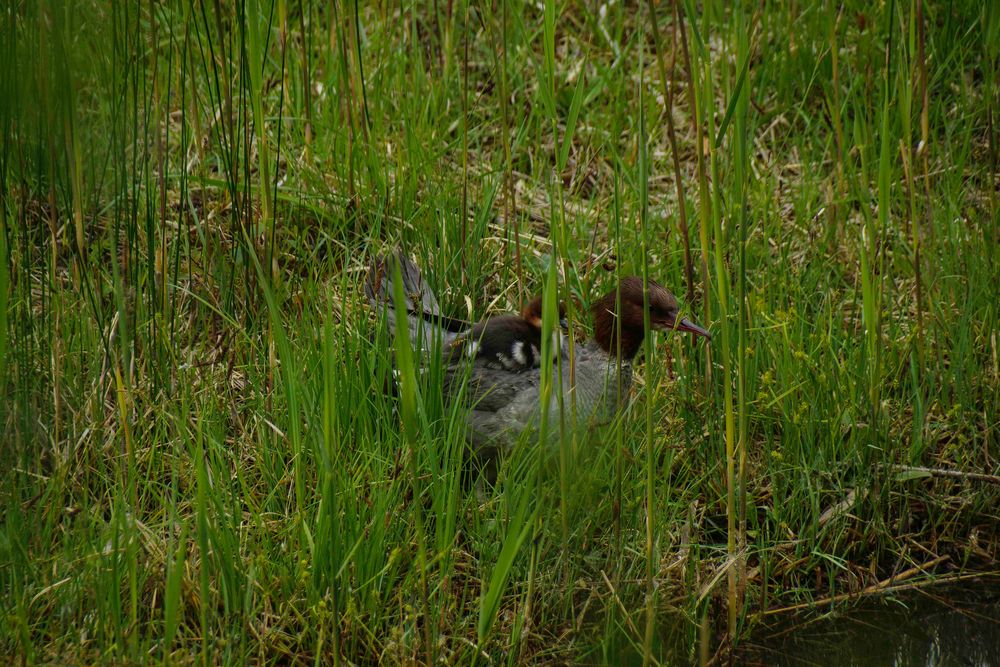 Gänsesäger mit Jungem