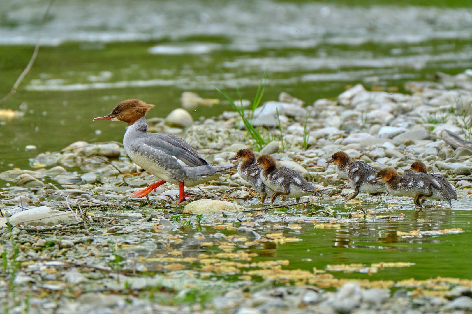 Gänsesäger mit Jungen