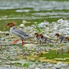 Gänsesäger mit Jungen