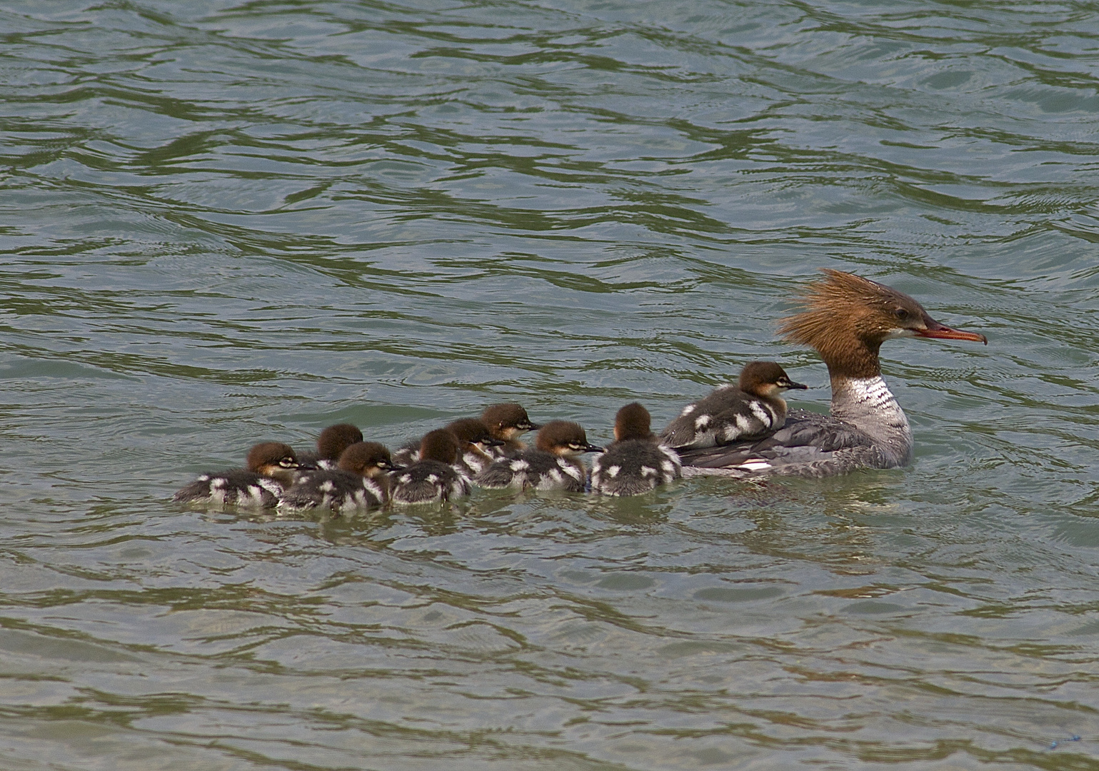 Gänsesäger mit Jungen