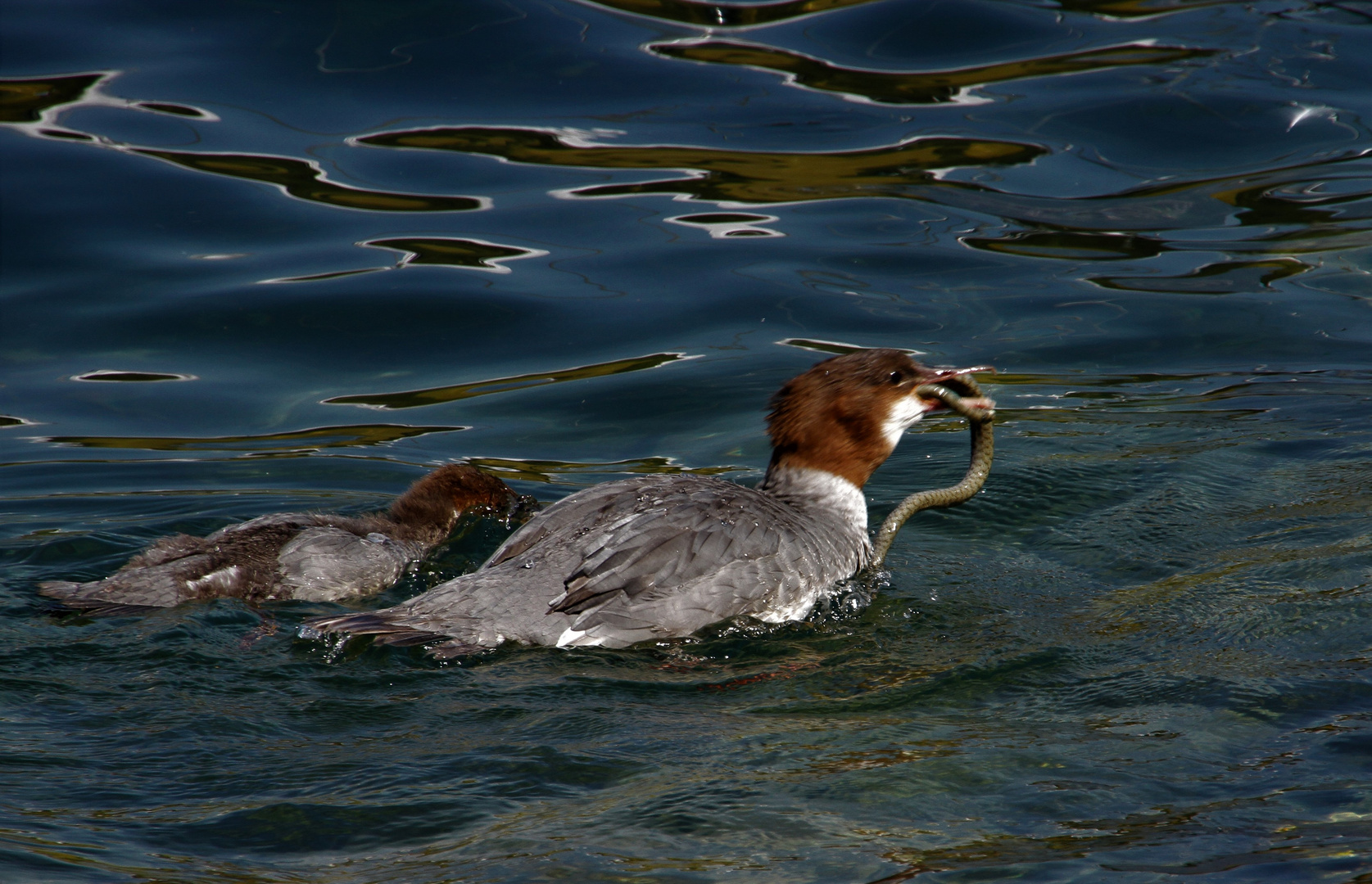 Gänsesäger mit junger Ringelnatter im Gardasee