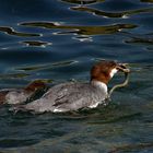 Gänsesäger mit junger Ringelnatter im Gardasee