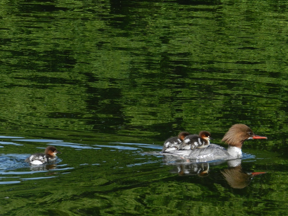 Gänsesäger mit Küken