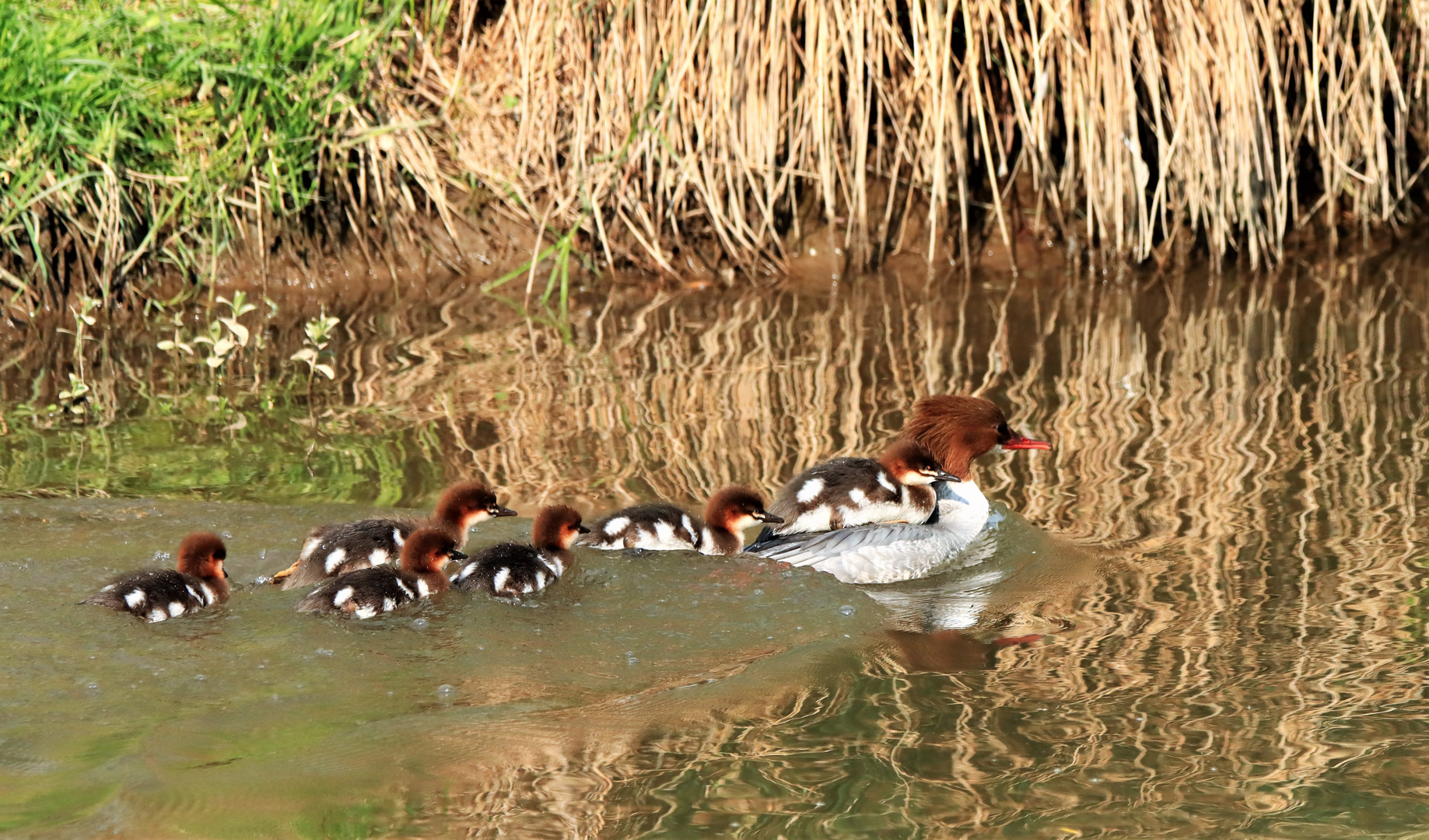 Gänsesäger mit Küken