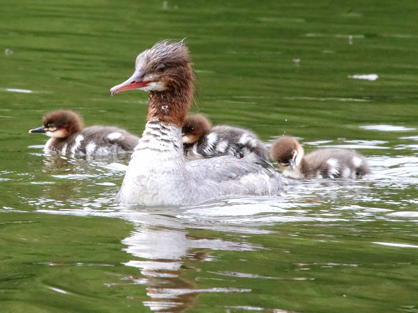 Gänsesäger mit Küken