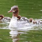 Gänsesäger mit Küken