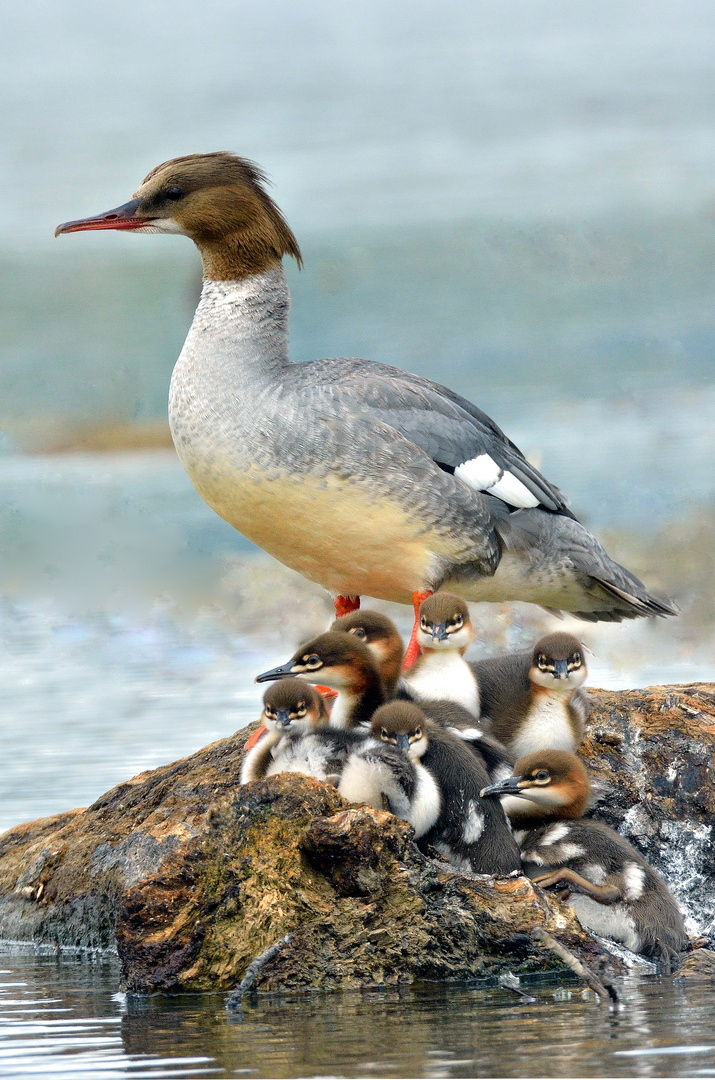 Gänsesäger mit Nachwuchs