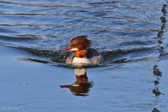 Gänsesäger mit Spiegelbild