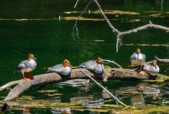 Gänsesäger - Mittagsruhe