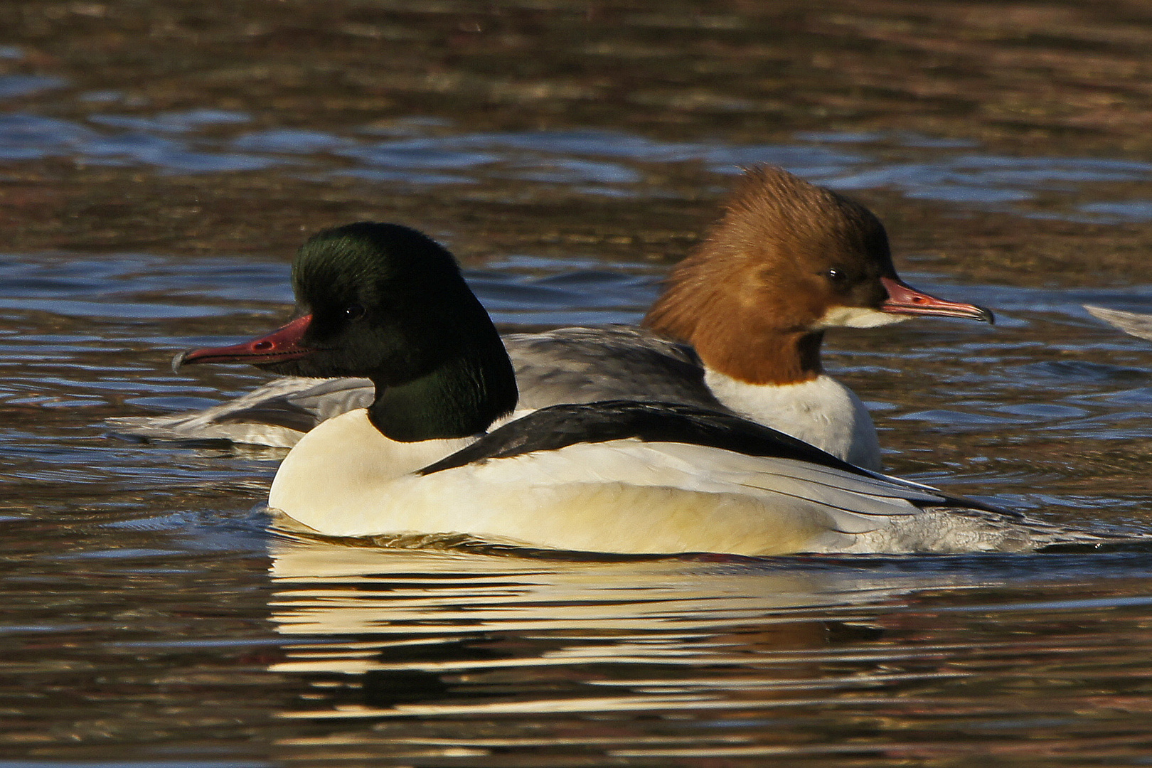 Gänsesäger-Paar (Mergus merganser)