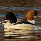 Gänsesäger-Paar (Mergus merganser)