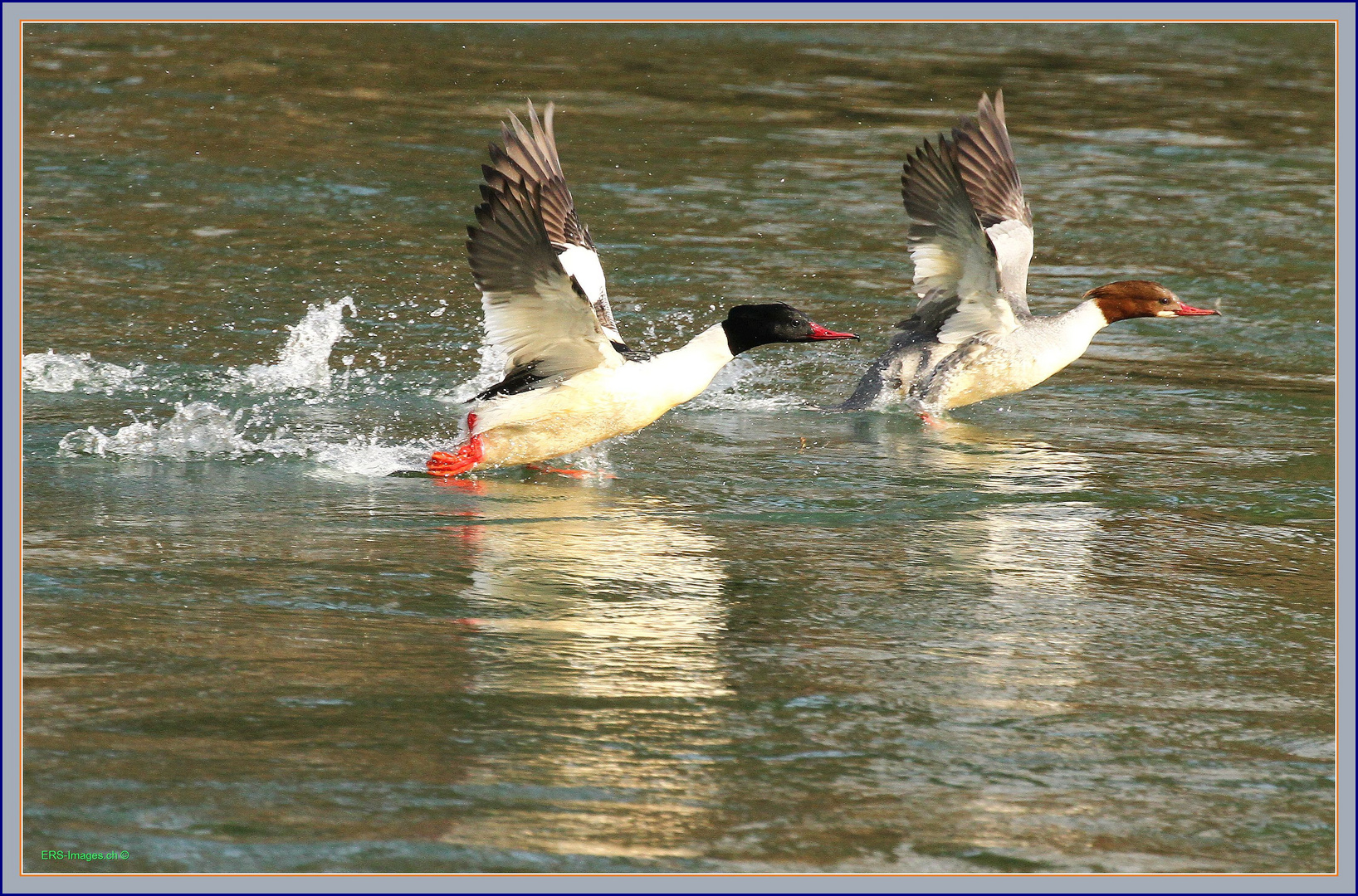 Gänsesäger Paar wbl.mnl. (Mergus merganser)