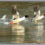 Gänsesäger Paar wbl.mnl. (Mergus merganser)