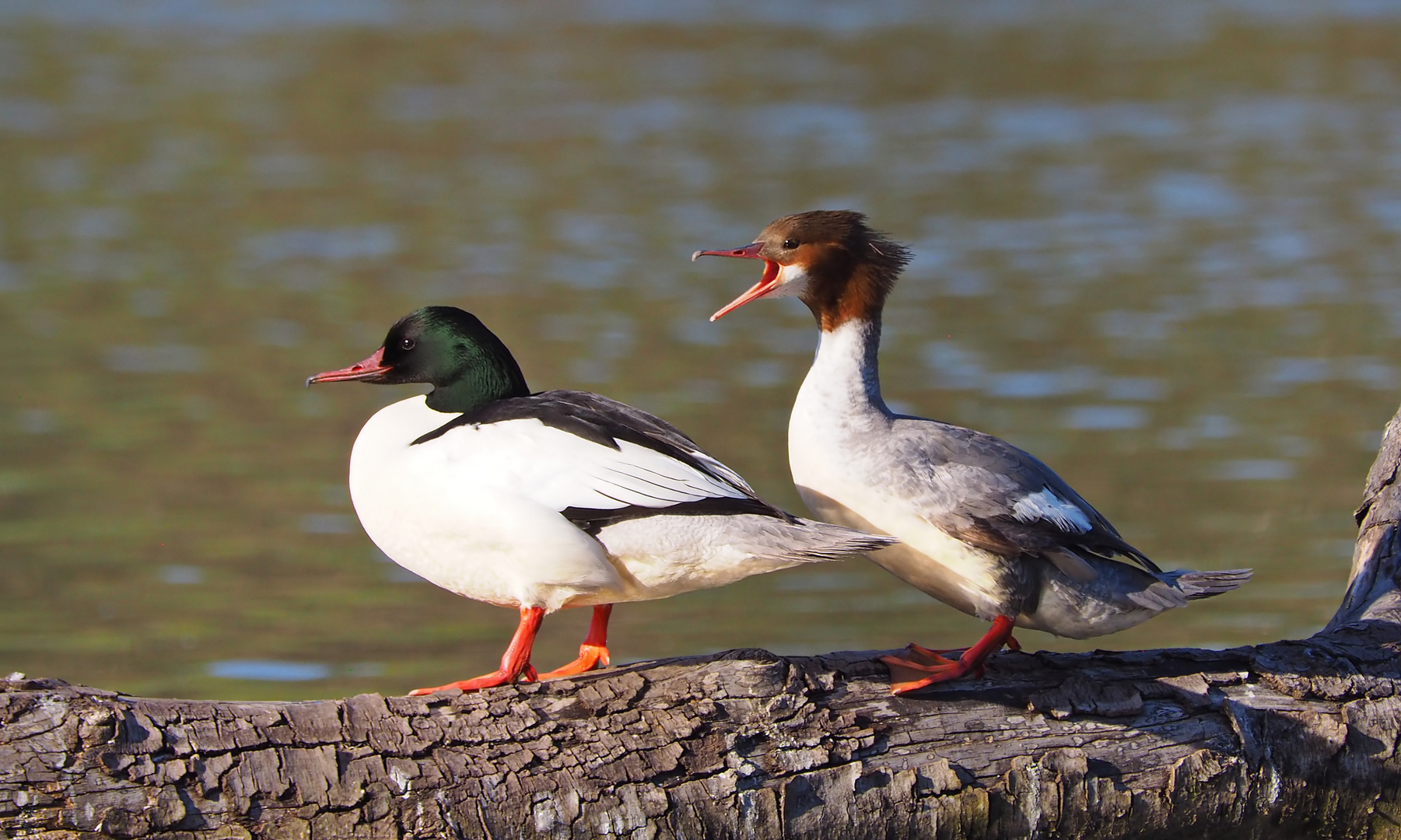 Gänsesäger Pärchen