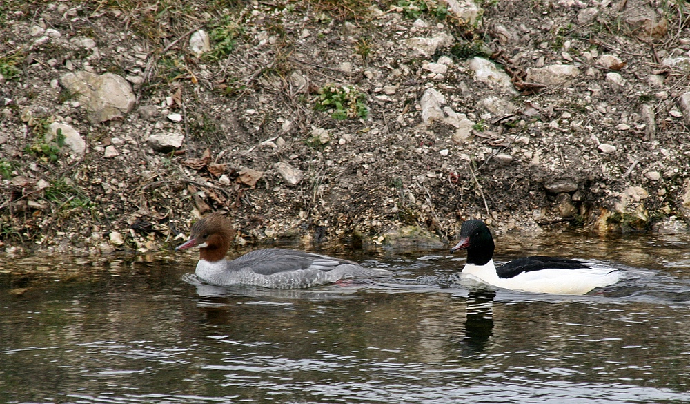 Gänsesäger, Pärchen (Mergus merganser)