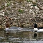 Gänsesäger, Pärchen (Mergus merganser)