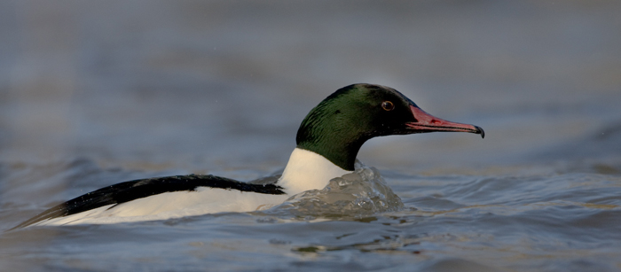 Gänsesäger sägt durchs Wasser