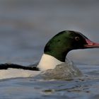 Gänsesäger sägt durchs Wasser