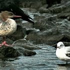 Gänsesäger u Möwe friedlich beieinander