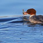 Gänsesäger und die Beute