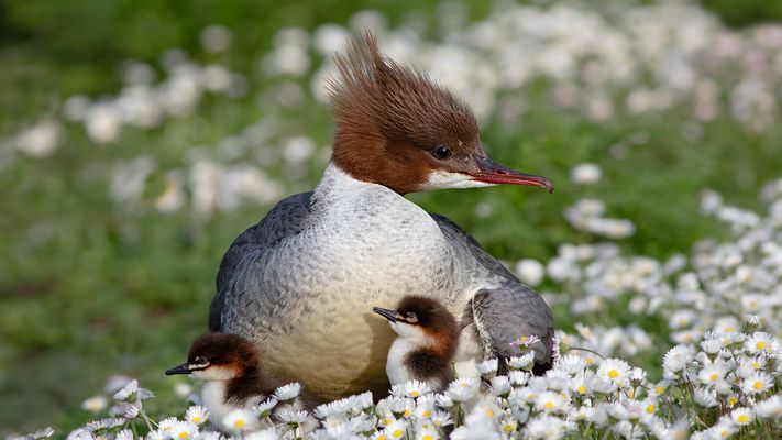 Gänsesäger und Gänseblümchen
