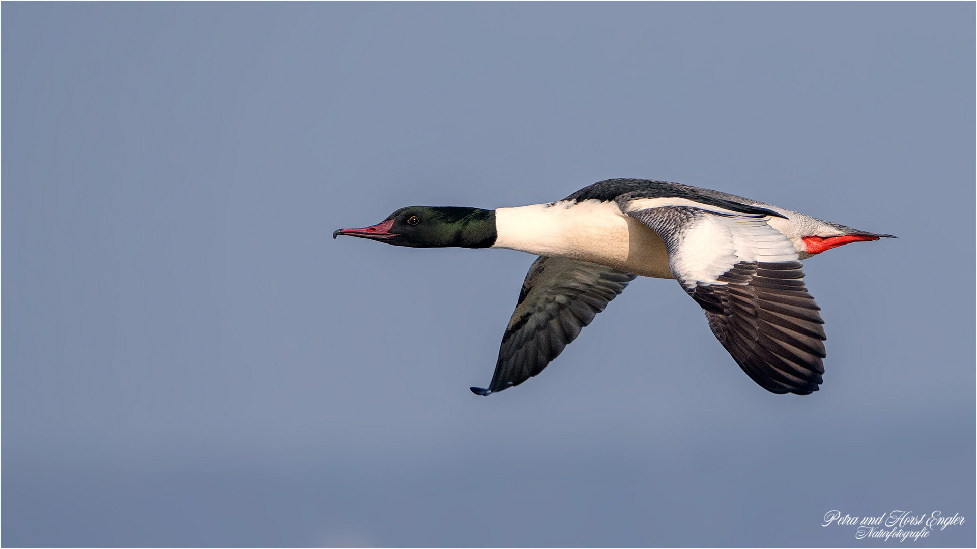 Gänsesäger vom Steinhuder Meer