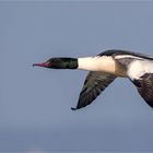 Gänsesäger vom Steinhuder Meer