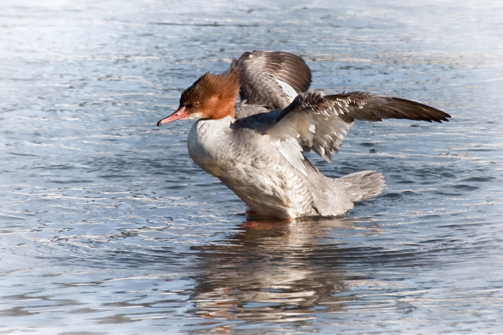 gänsesäger w.