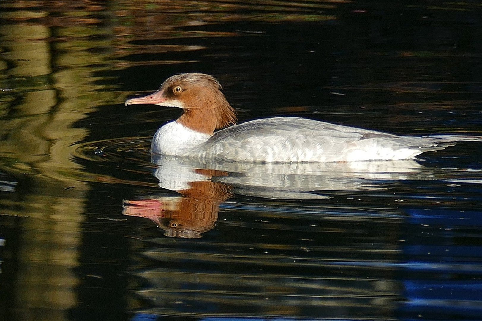 Gänsesäger  w