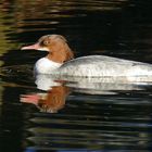 Gänsesäger  w