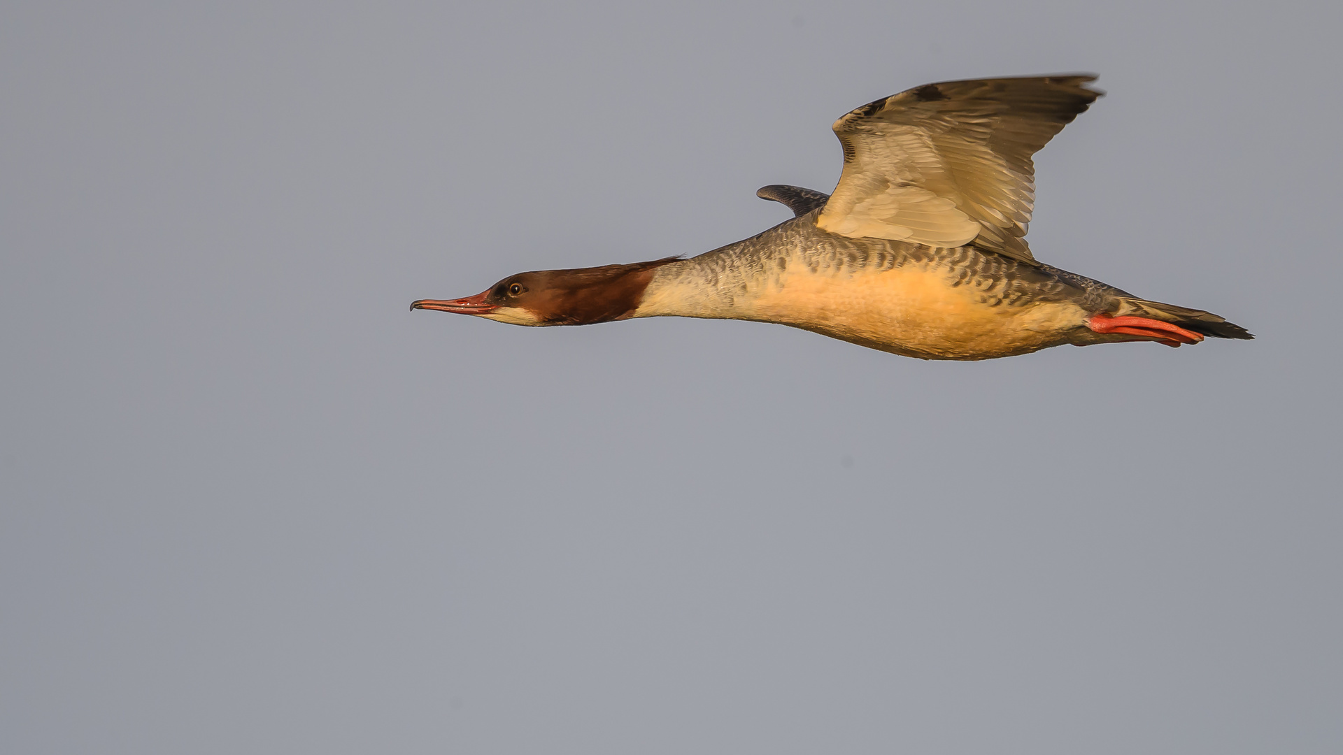 Gänsesäger W (Mergus merganser)