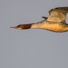 Gänsesäger W (Mergus merganser)