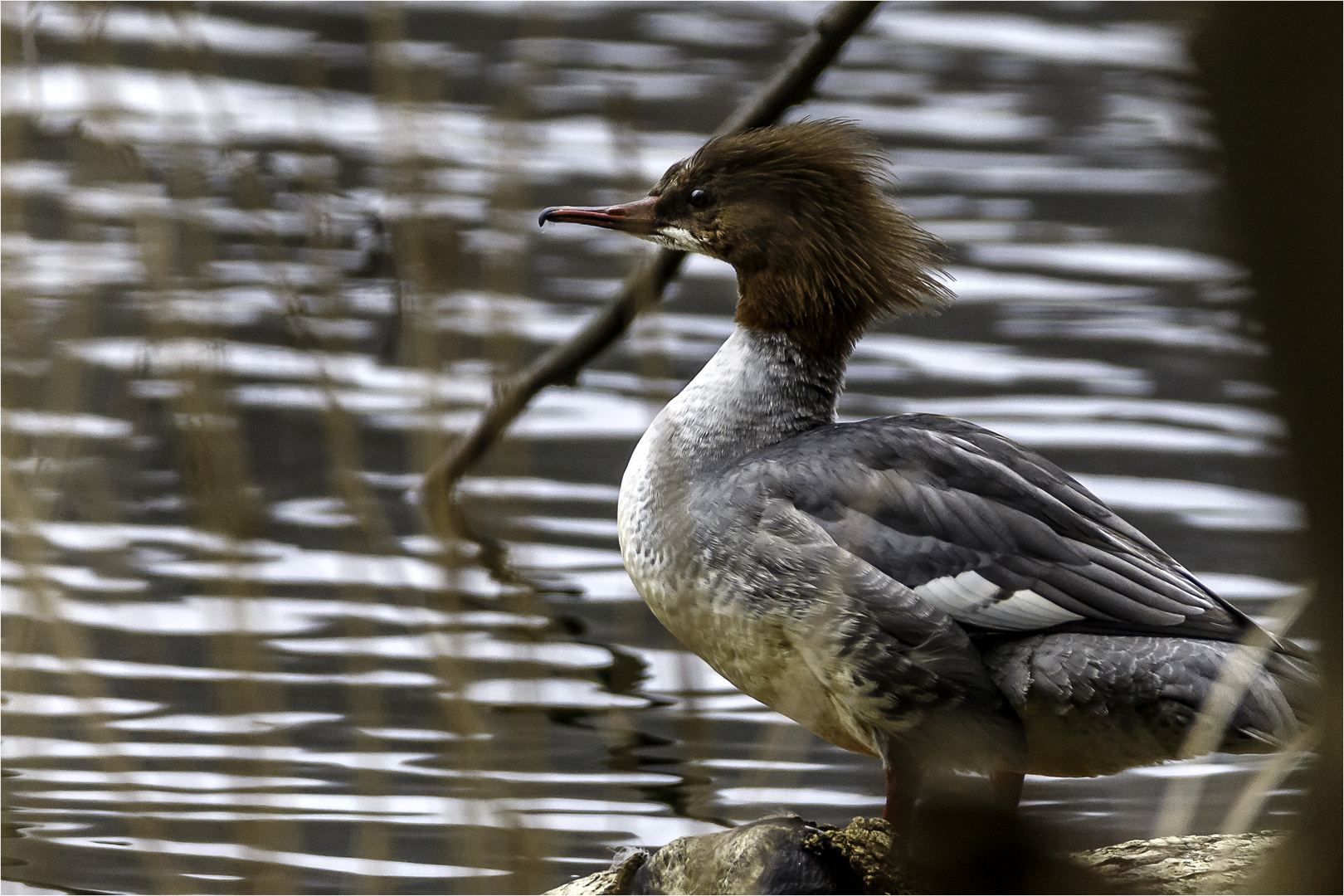 Gänsesäger (w.) (Mergus merganser)