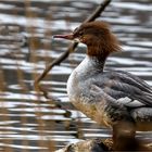 Gänsesäger (w.) (Mergus merganser)