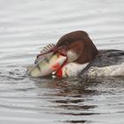 Gänsesäger ( w ) mit Barsch