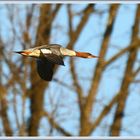 Gänsesäger Wbl. Mergus merganser Reussinsel  2021-04-09 029 ©