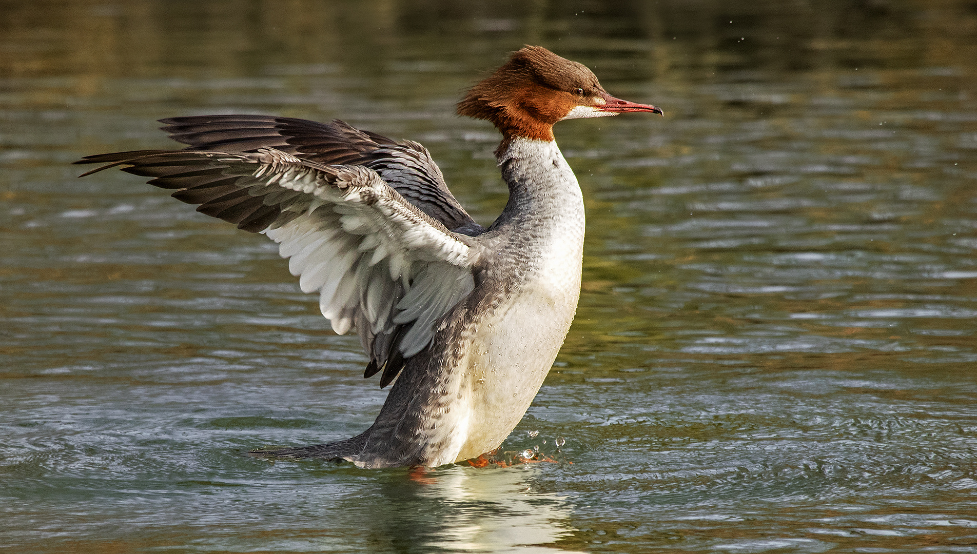 Gänsesäger Weibchen 002 