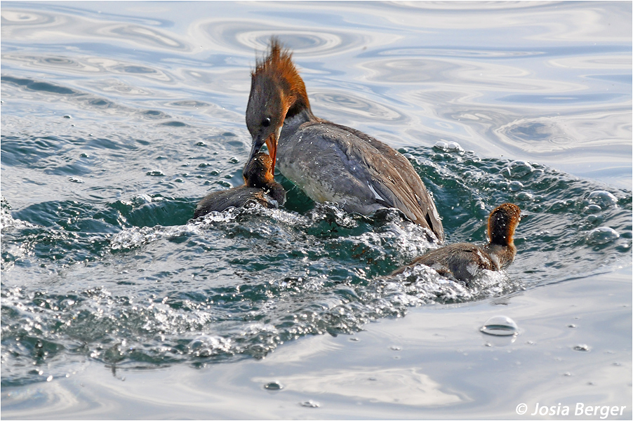 Gänsesäger Weibchen 1