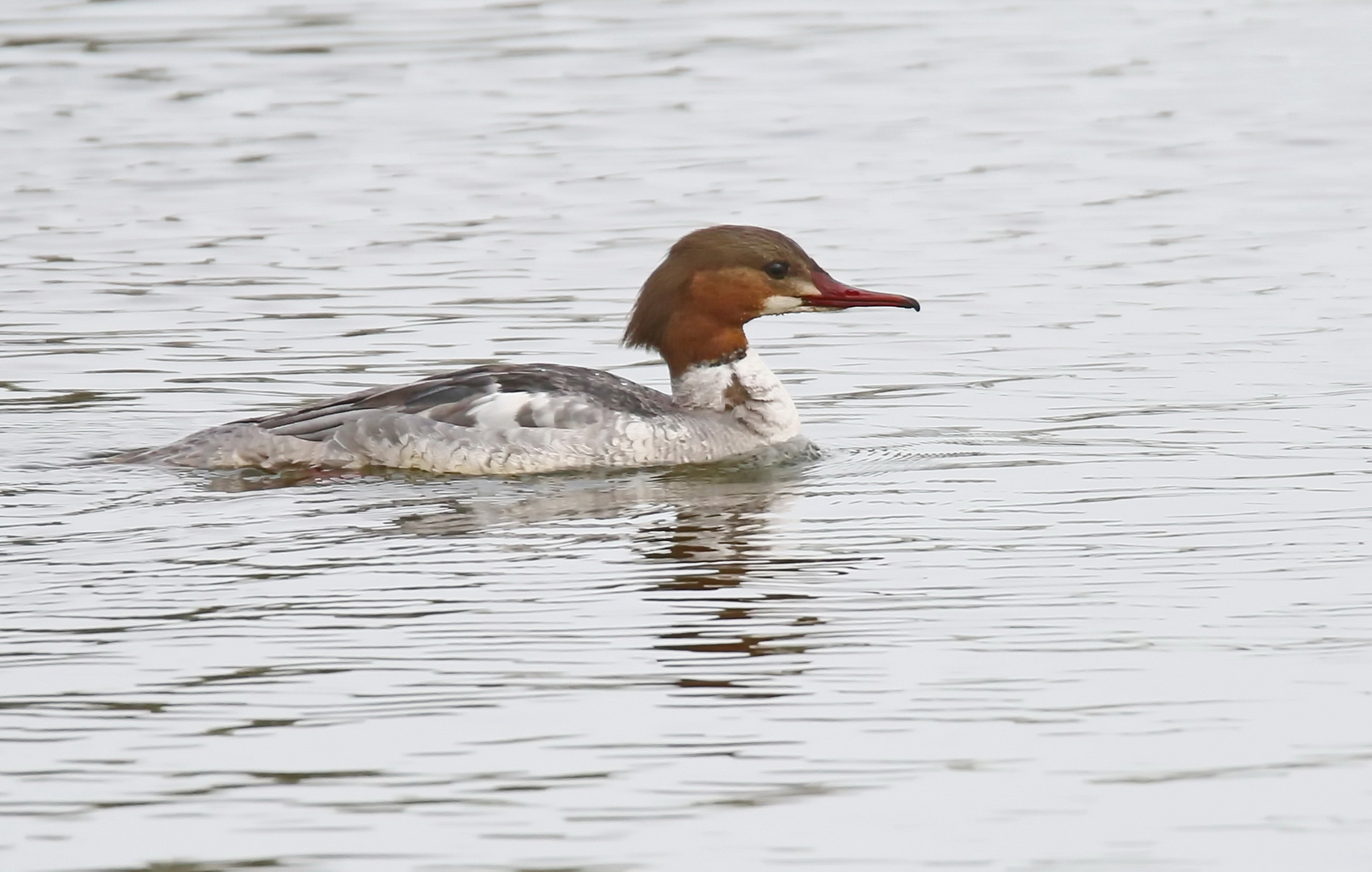 Gänsesäger Weibchen