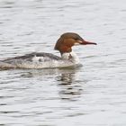 Gänsesäger Weibchen