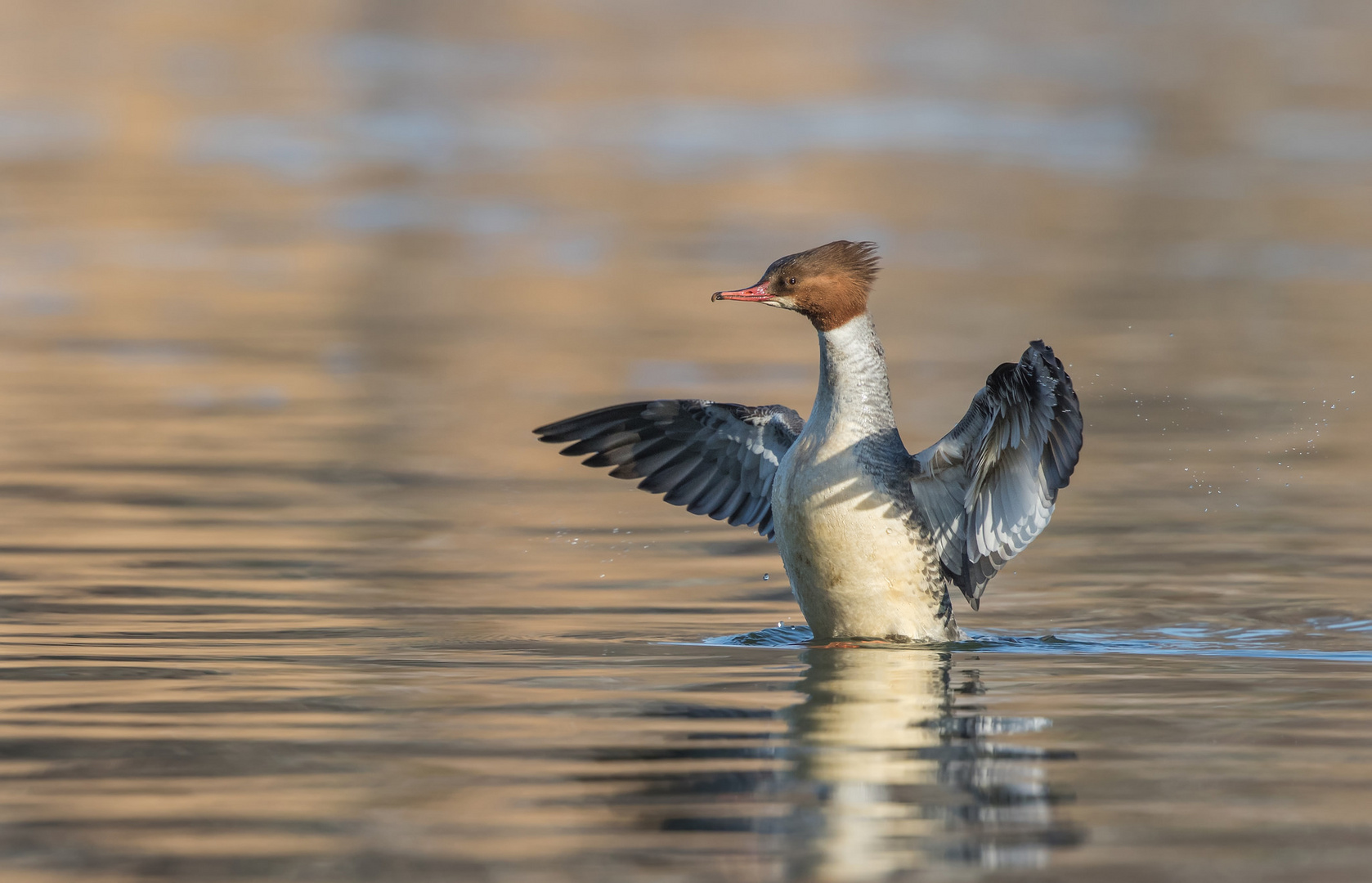 Gänsesäger Weibchen